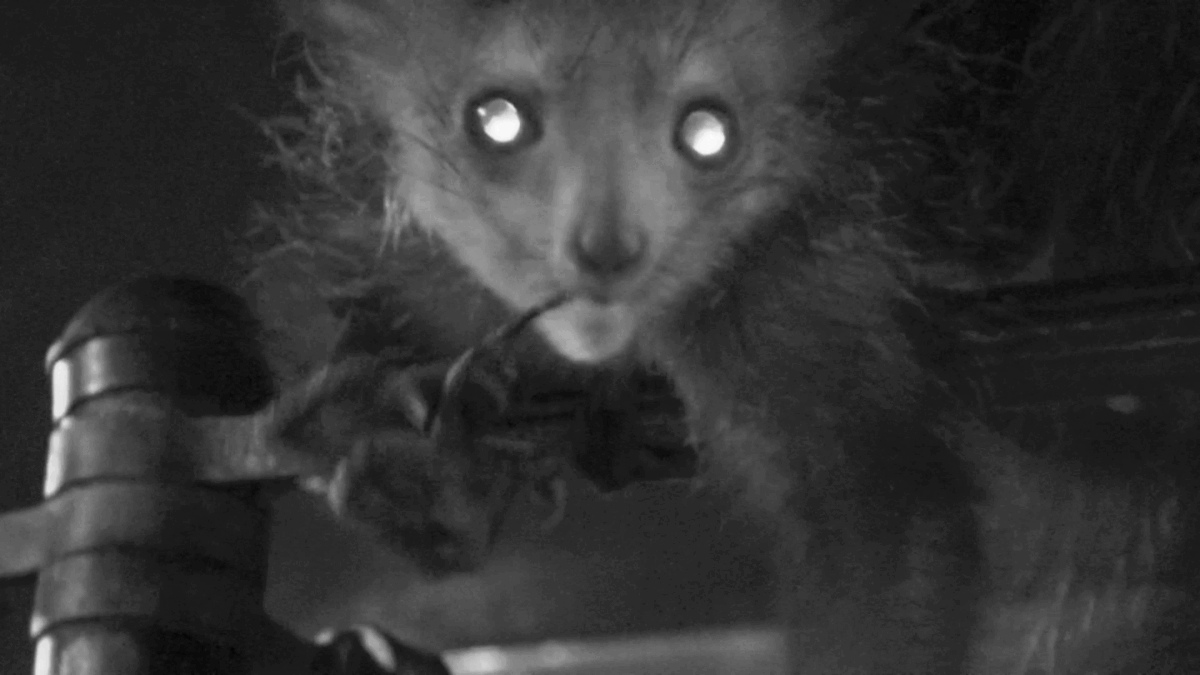 Footage of an aye-aye named Kali captured the primate picking her nose and consuming what she found inside.