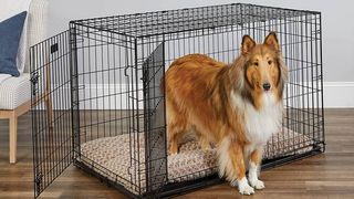 Dog in one of the best large dog crates