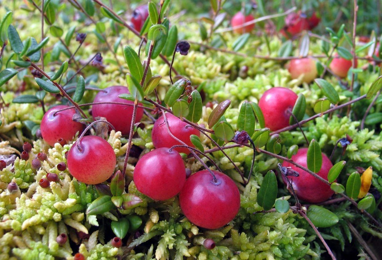 cranberry variety