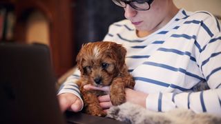 best dogs for remote workers