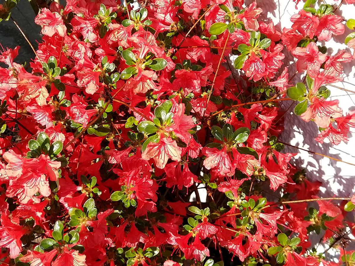 Colour replication is above average, but some shots often lack the kind of detail you'd want.