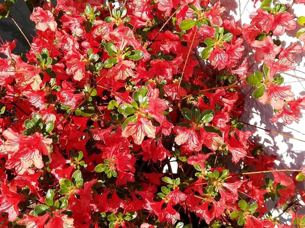 Colour replication is above average, but some shots often lack the kind of detail you'd want.
