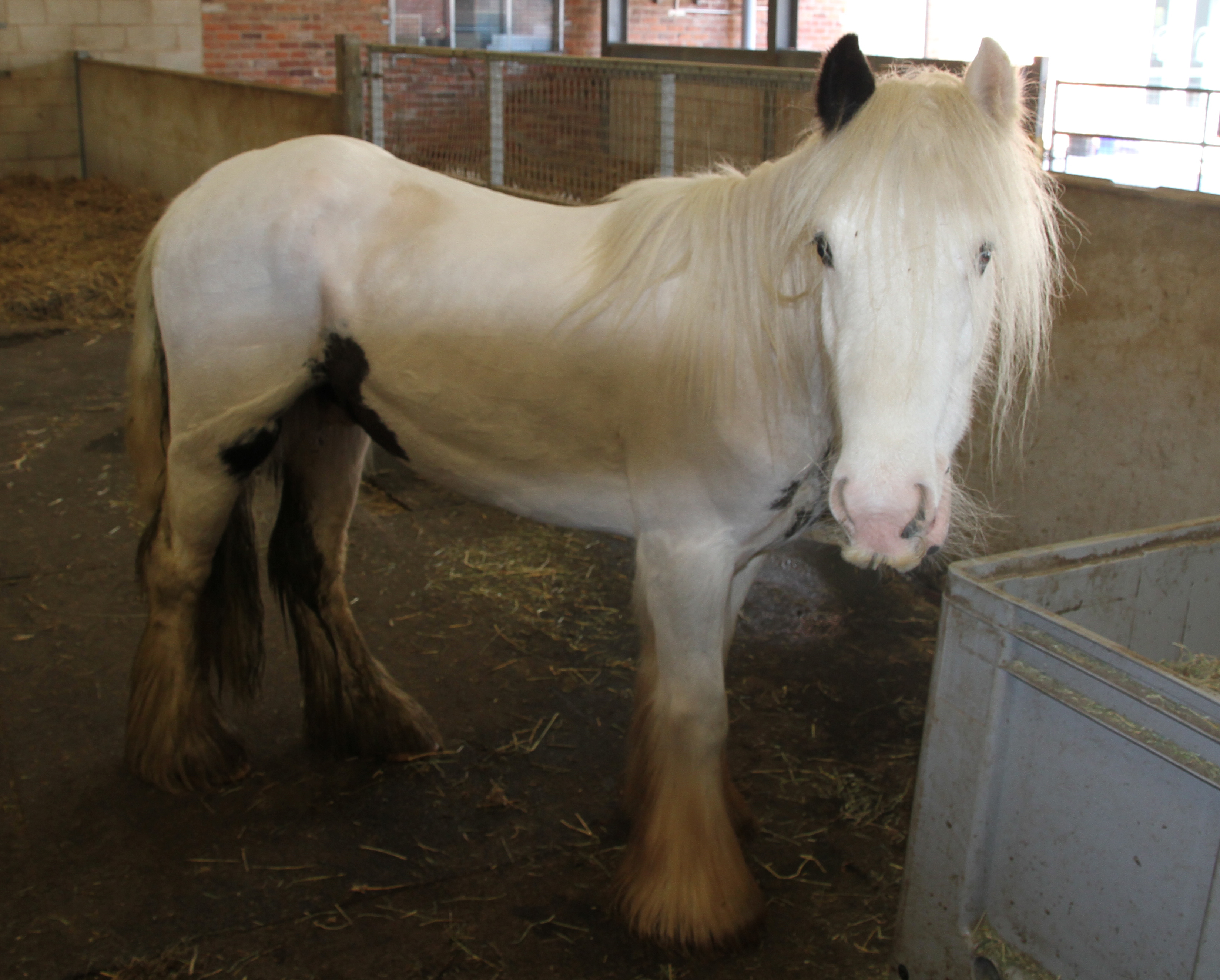 Quartz safe in the care of World Horse Welfare March 2019 1