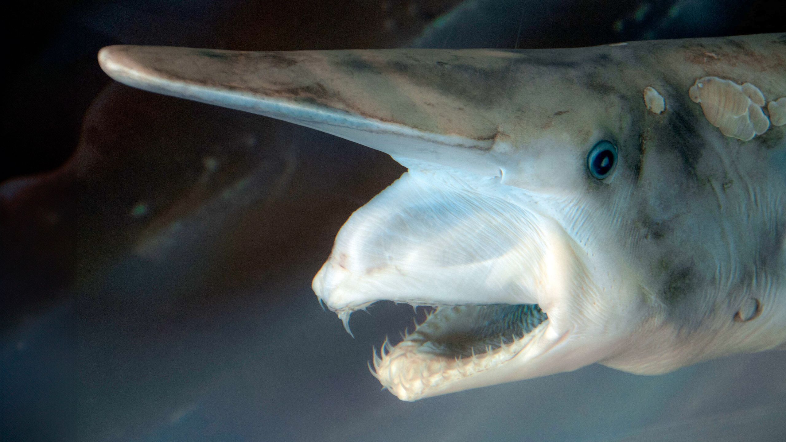 First Camera Footage of Elusive Goblin Shark Captured