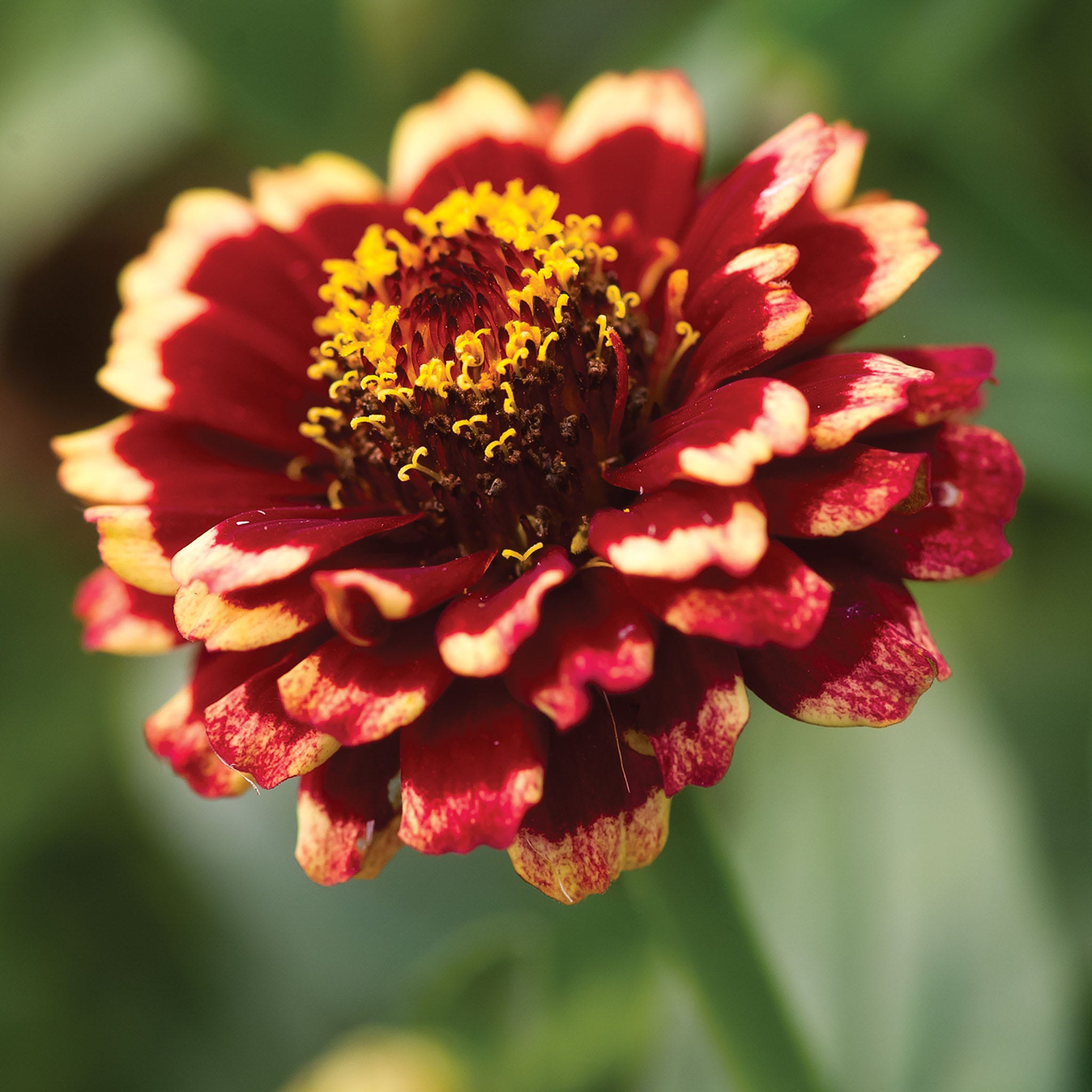 Color Crackle Zinnia Haageana Seeds