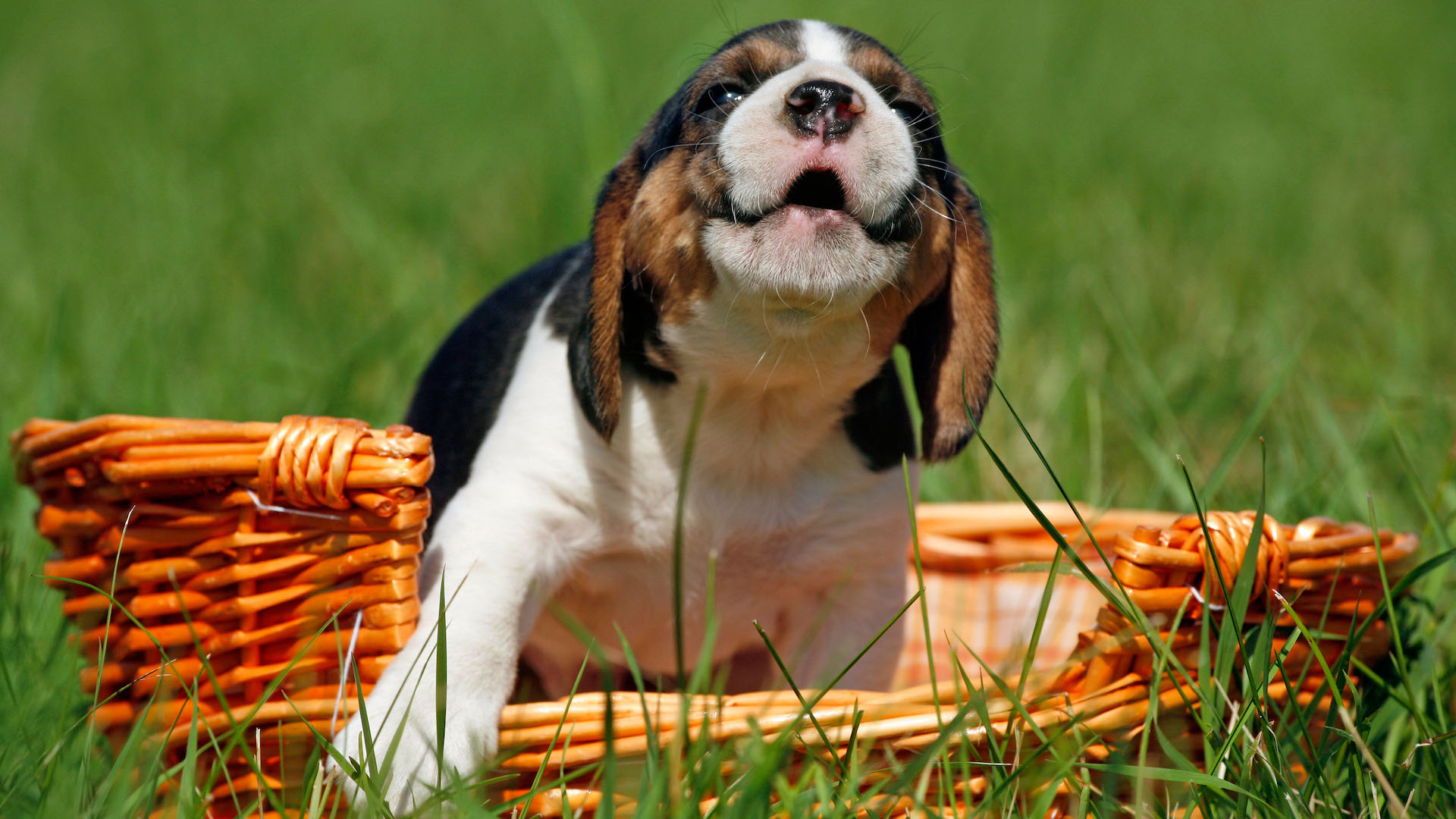 Puppy whining