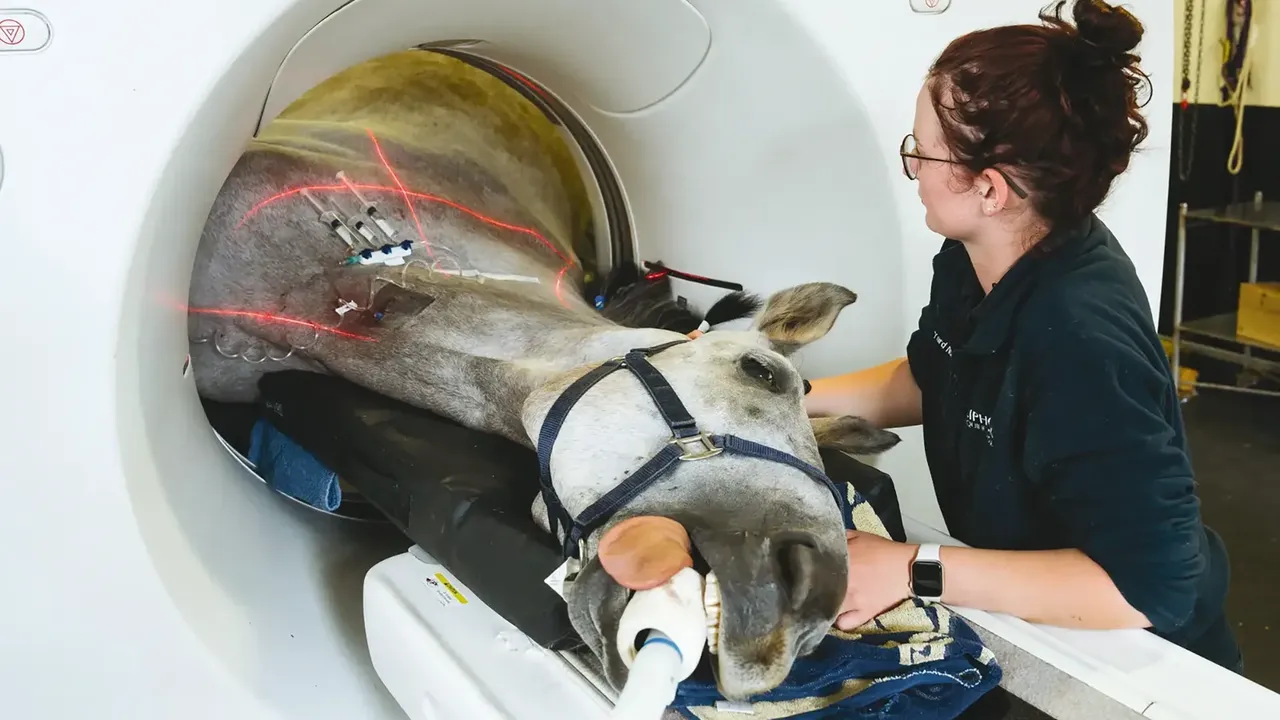 A horse undergoing CT imaging plus myelography of the neck to check for wobbler syndrome or narrowing of the spinal cord in the neck