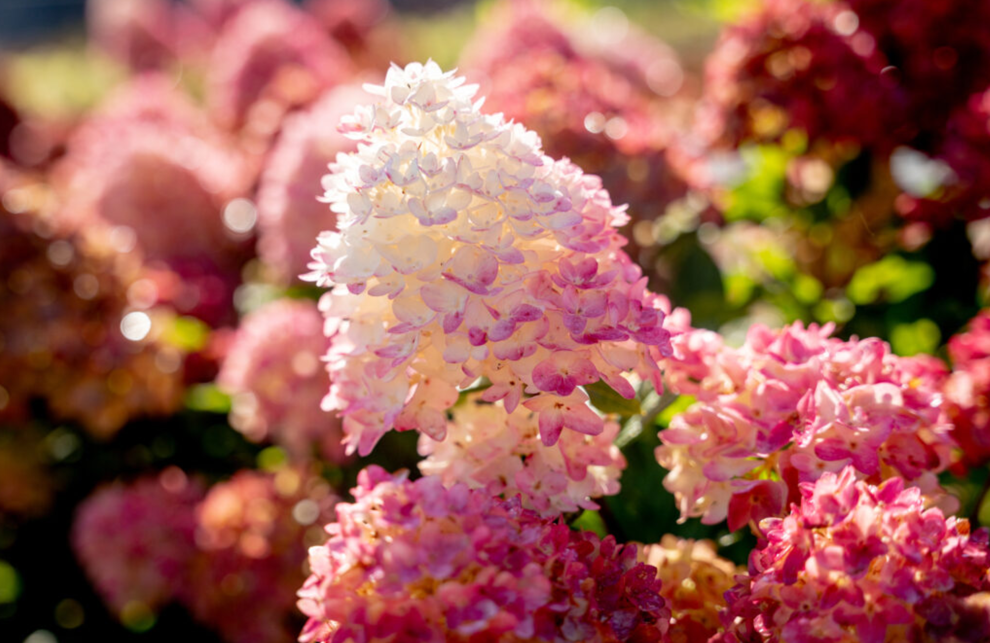 Spring Sizzle&reg; Panicle Hydrangea