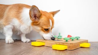 Corgi doing puzzle toy