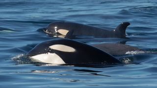 Three orcas swim side by side in Monterey Bay, California.