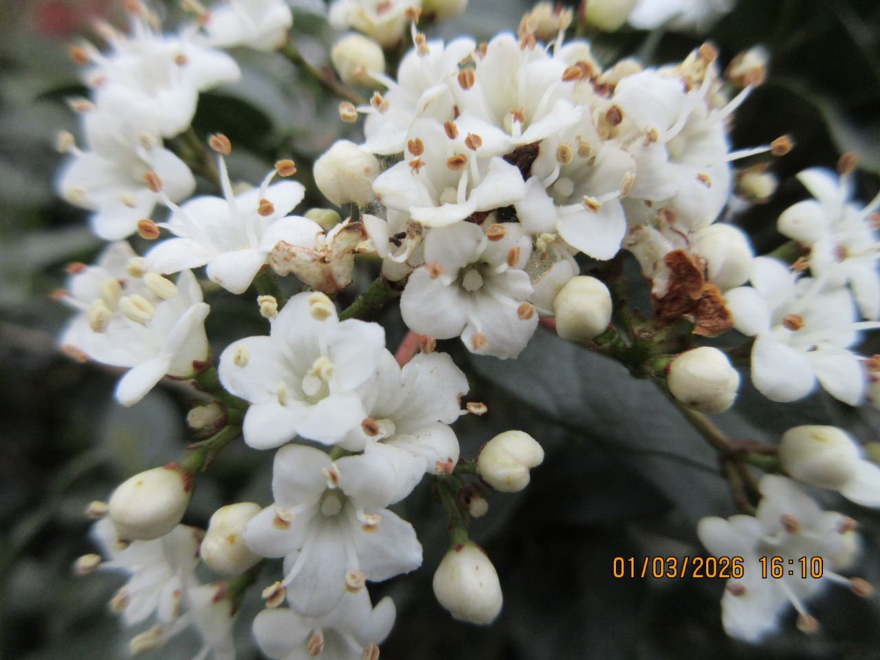 A photo taken on a Canon PowerShot Elph 360 HS A / IXUS 285 HS A compact camera
