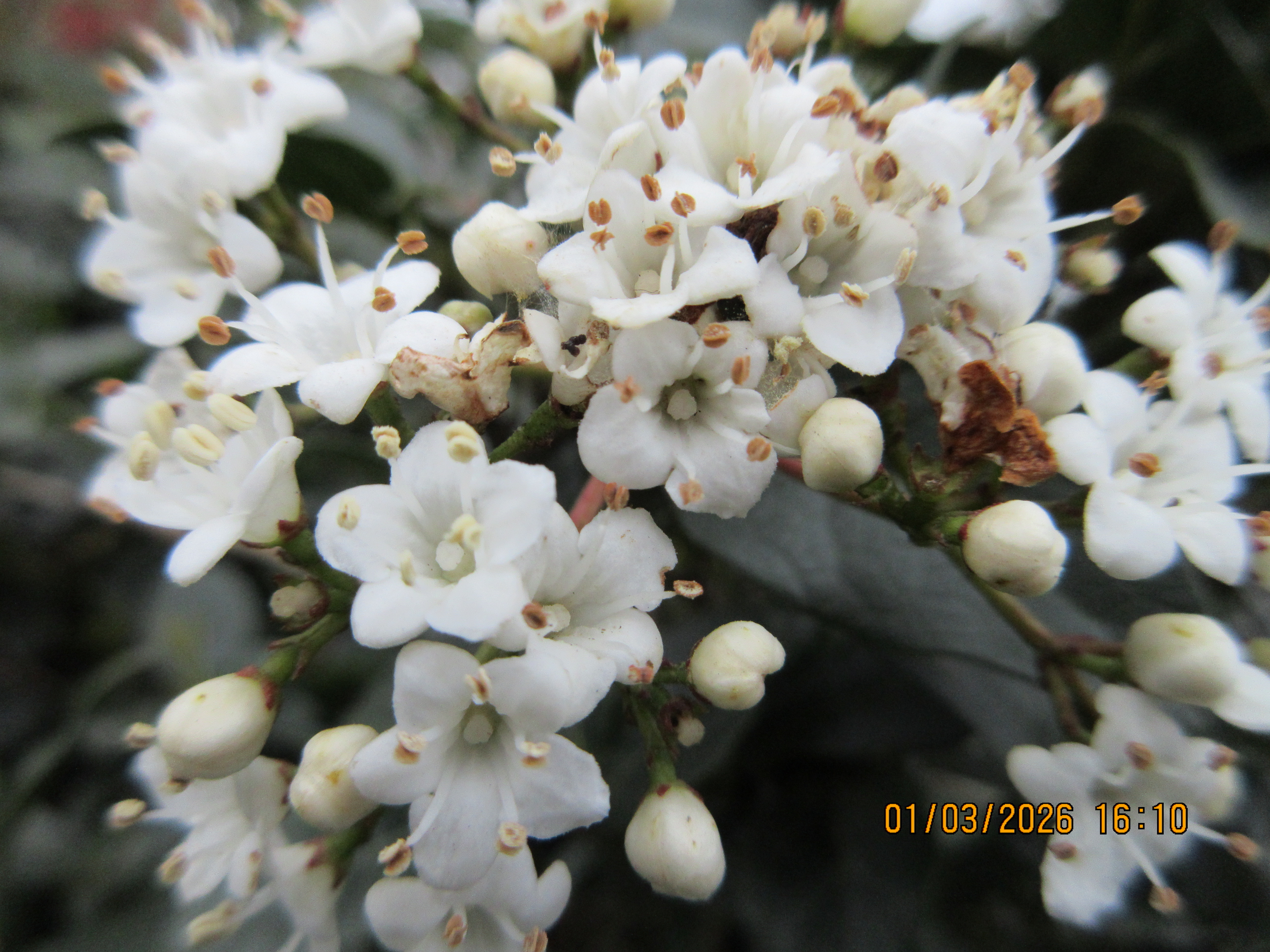 A photo taken on a Canon PowerShot Elph 360 HS A / IXUS 285 HS A compact camera