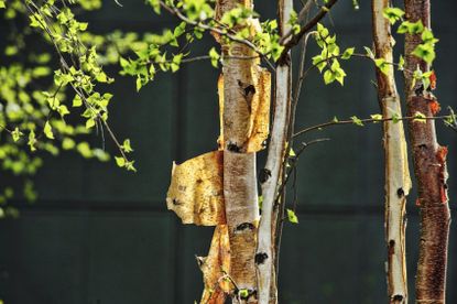 Thin Tree With Peeling Bark