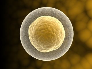 human stem cell