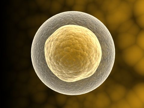 human stem cell