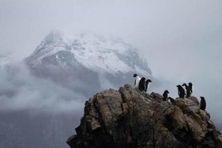 patagonia-penguins-110228-02