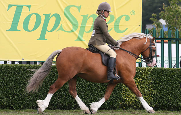 Ridden M&amp;amp;M HOYS Champion at Great Yorkshire Show 13/7/16 CARGARSAR SILVER PHANTOM 6yrs Welsg Sect C Palamino Stallion Photograph by Grossick Racing Photography 0771 046 1723