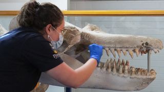 Isabella Reeves extracting DNA from Old Tom's skeleton at the Eden Killer Whale Museum.