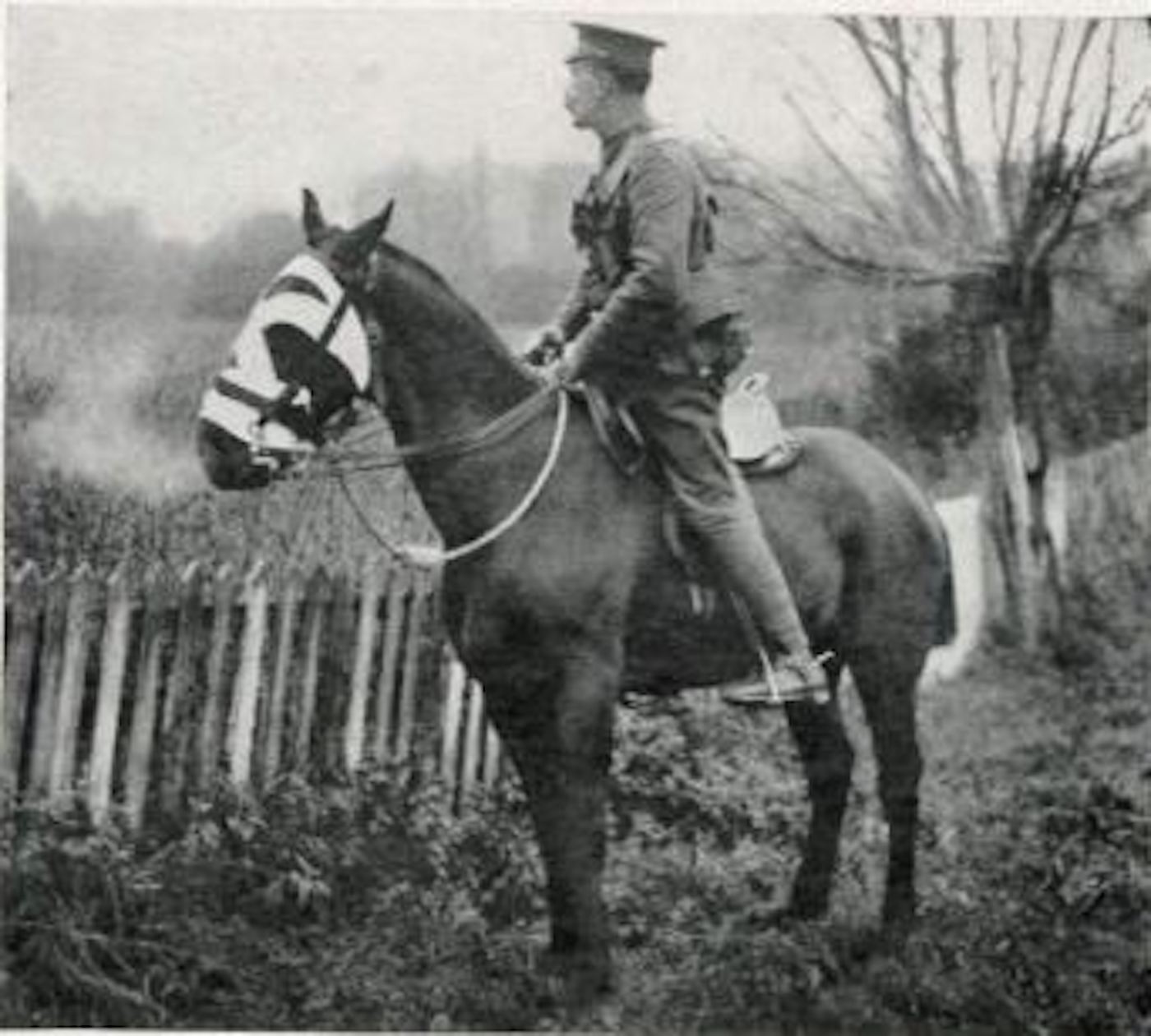 RSPCA-horseremembranceday.jpg