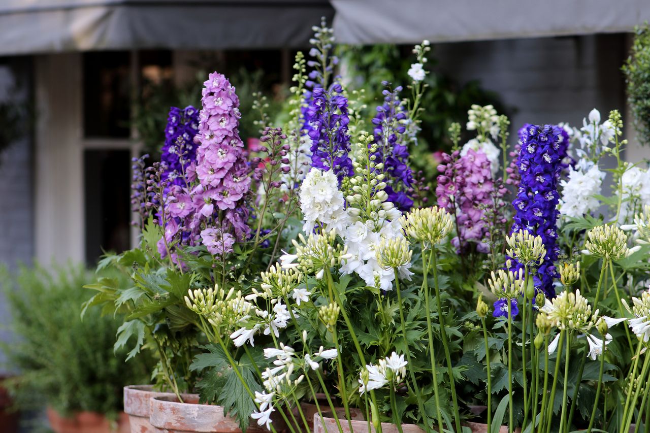 Delphinium flowers in a garden border