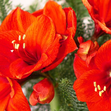 red amaryllis flowers with evergreen foliage