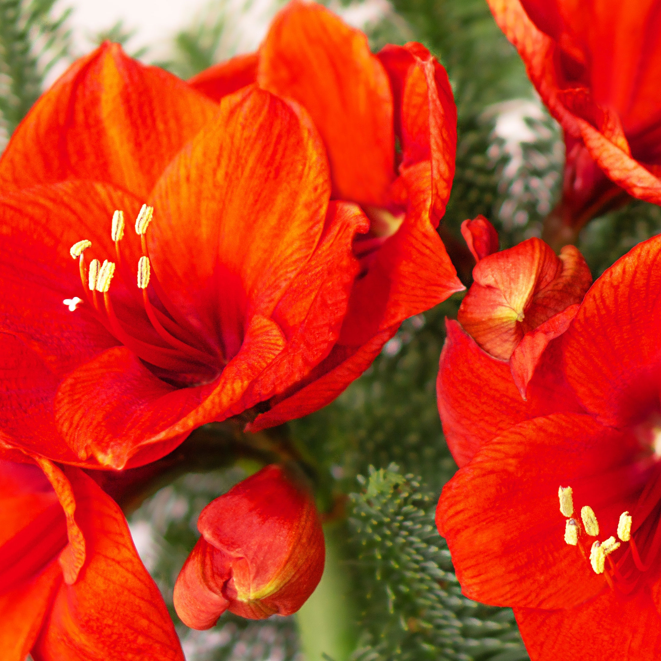 Warm Up Your Winter With Indoor Reds! 8 Red Amaryllis Varieties For Sizzling Seasonal Interest