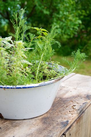 Herb garden in enamel bowl