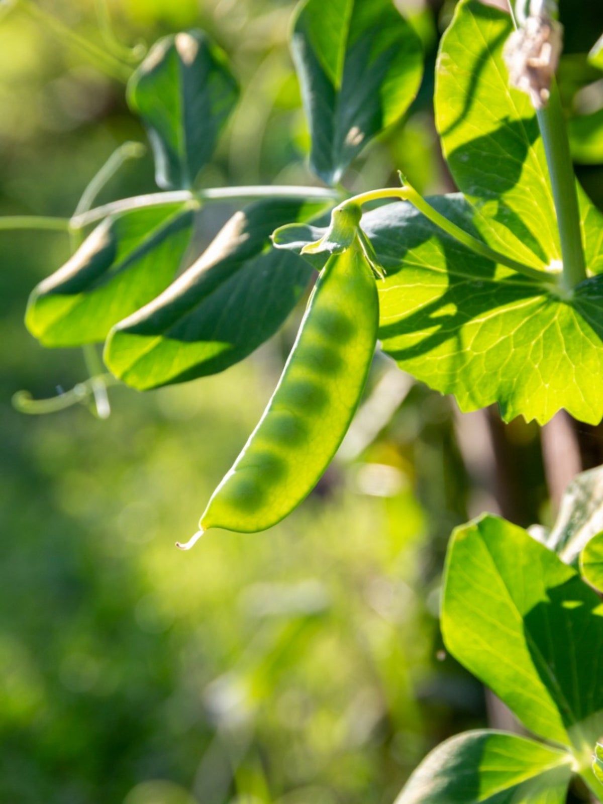 Pea Plant