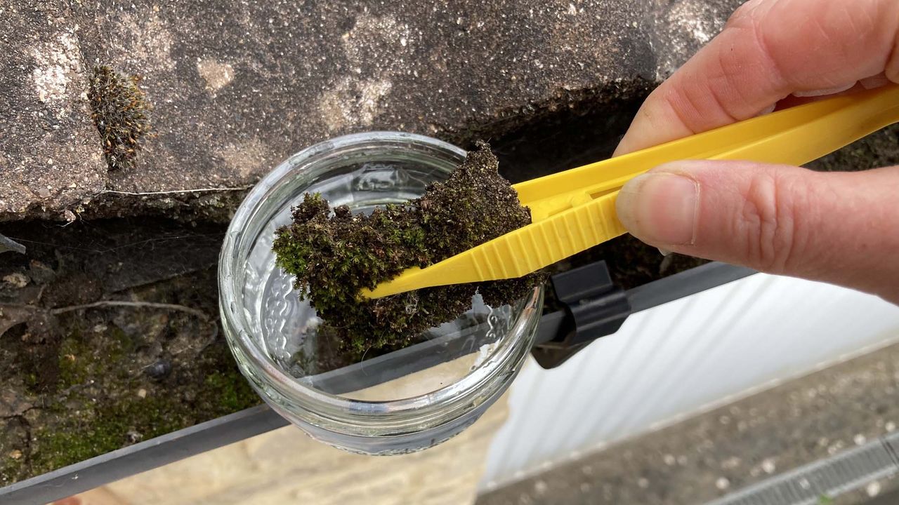 moss in a jar