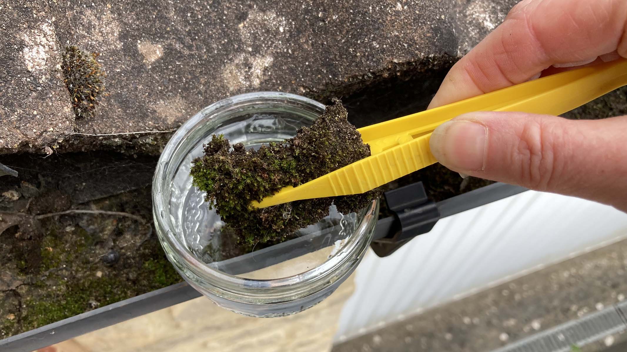 moss in a jar