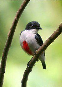 Cebu flowerpecker