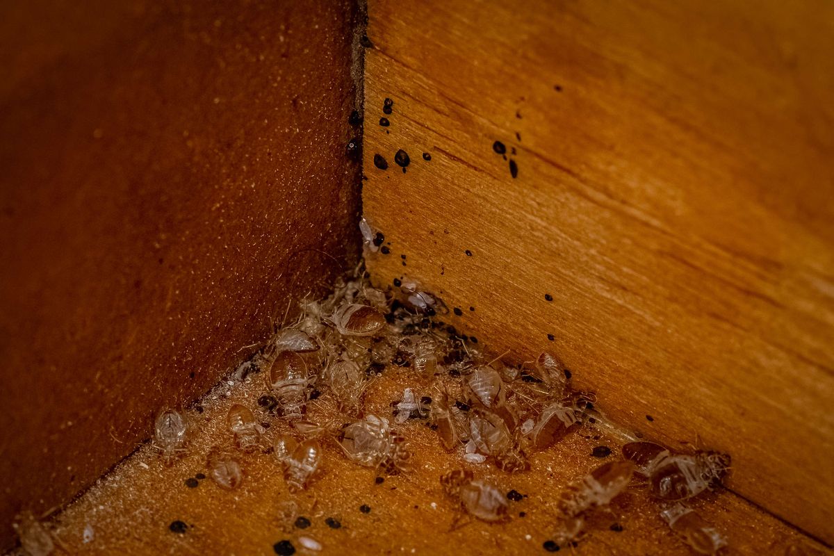 Why do bed bugs come out at night? Plus how to get them out of your