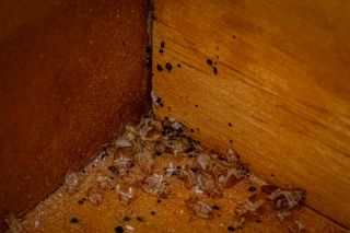 Bed bugs in the bottom of a wooden drawer