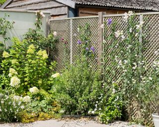 An example of garden fence with large hydrangeas and climbing plants growing up it.