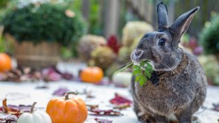 Rabbit eating leaf surrounded by pumpkins
