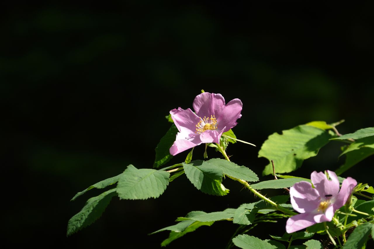 Sample images shot with the Sony RX10 V