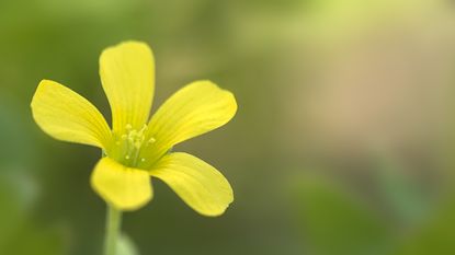 Common yellow wood sorrel flower in bloom