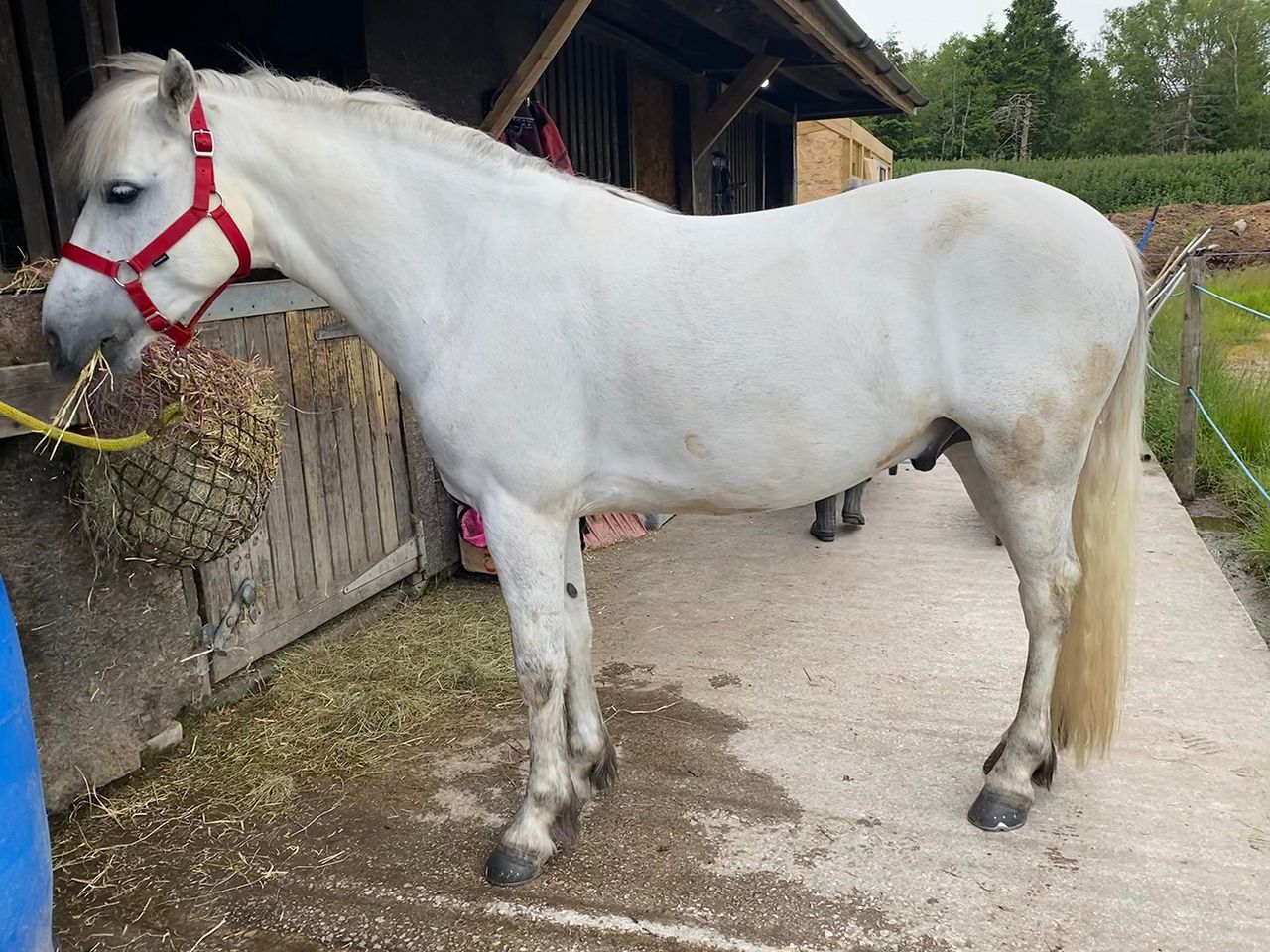 Before bathing with Shapley&rsquo;s EquiTone Whitening Shampoo