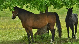 2 horses in shade of tree