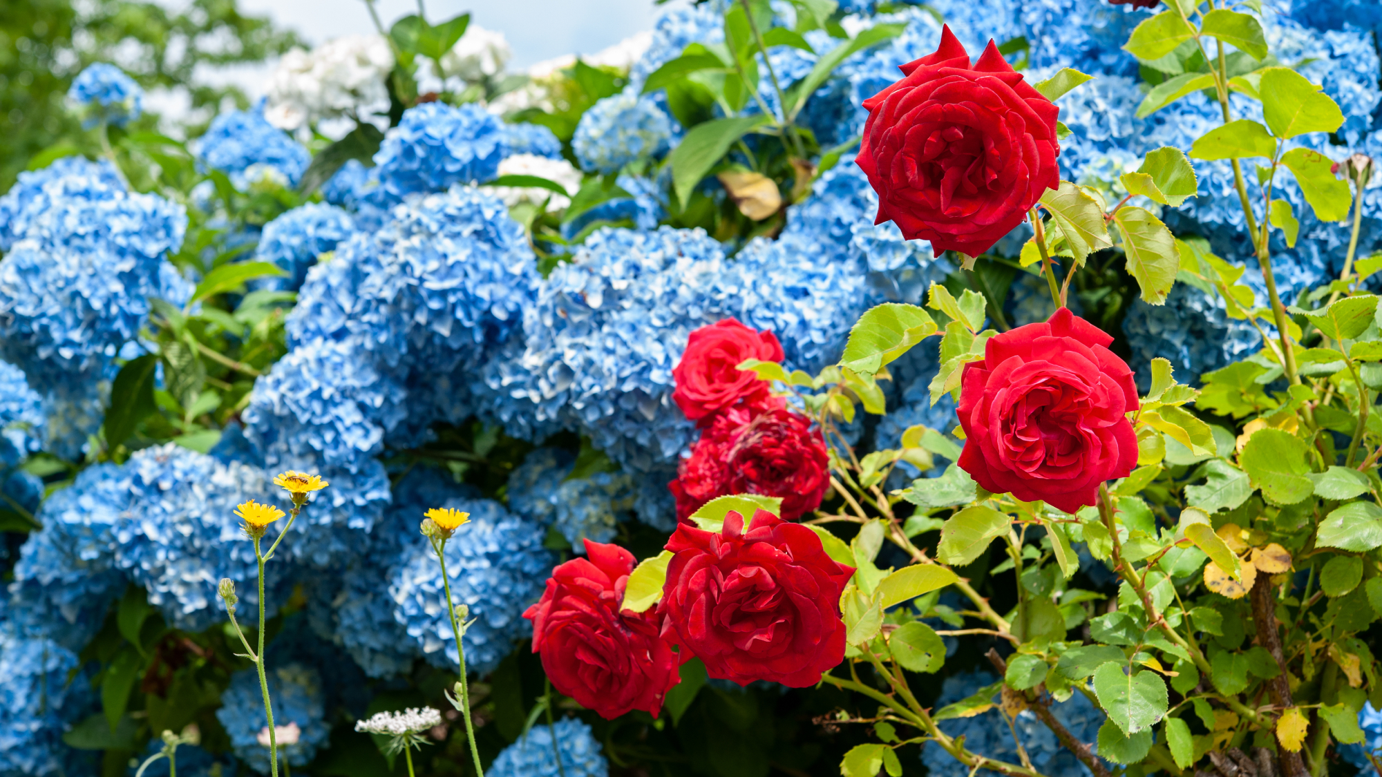 Red roses in front of a blue hydrangea bush