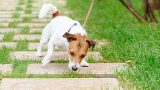 Dog pulling on its leash