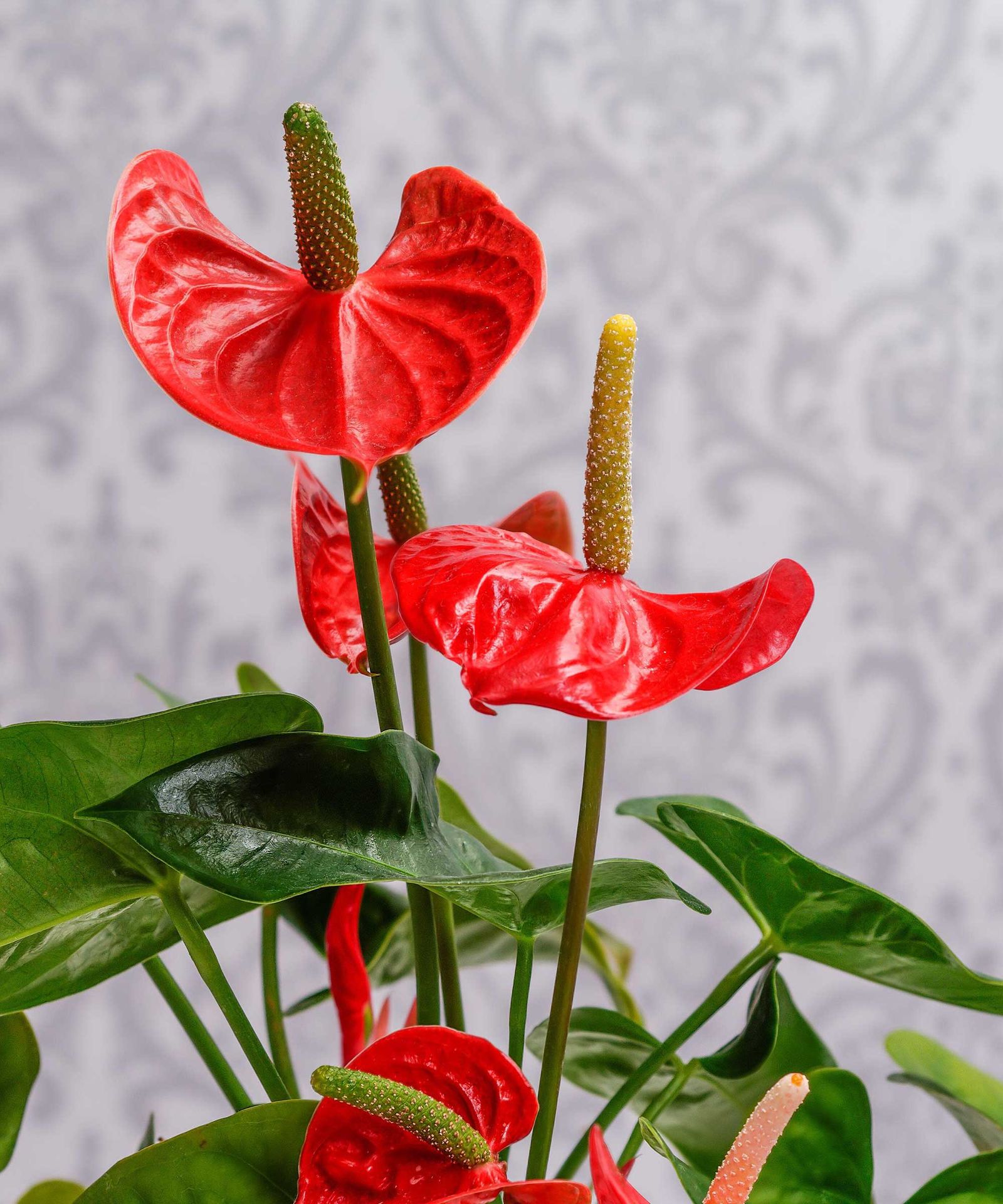 Christmas plants for indoor color: 10 beautiful picks | Gardeningetc