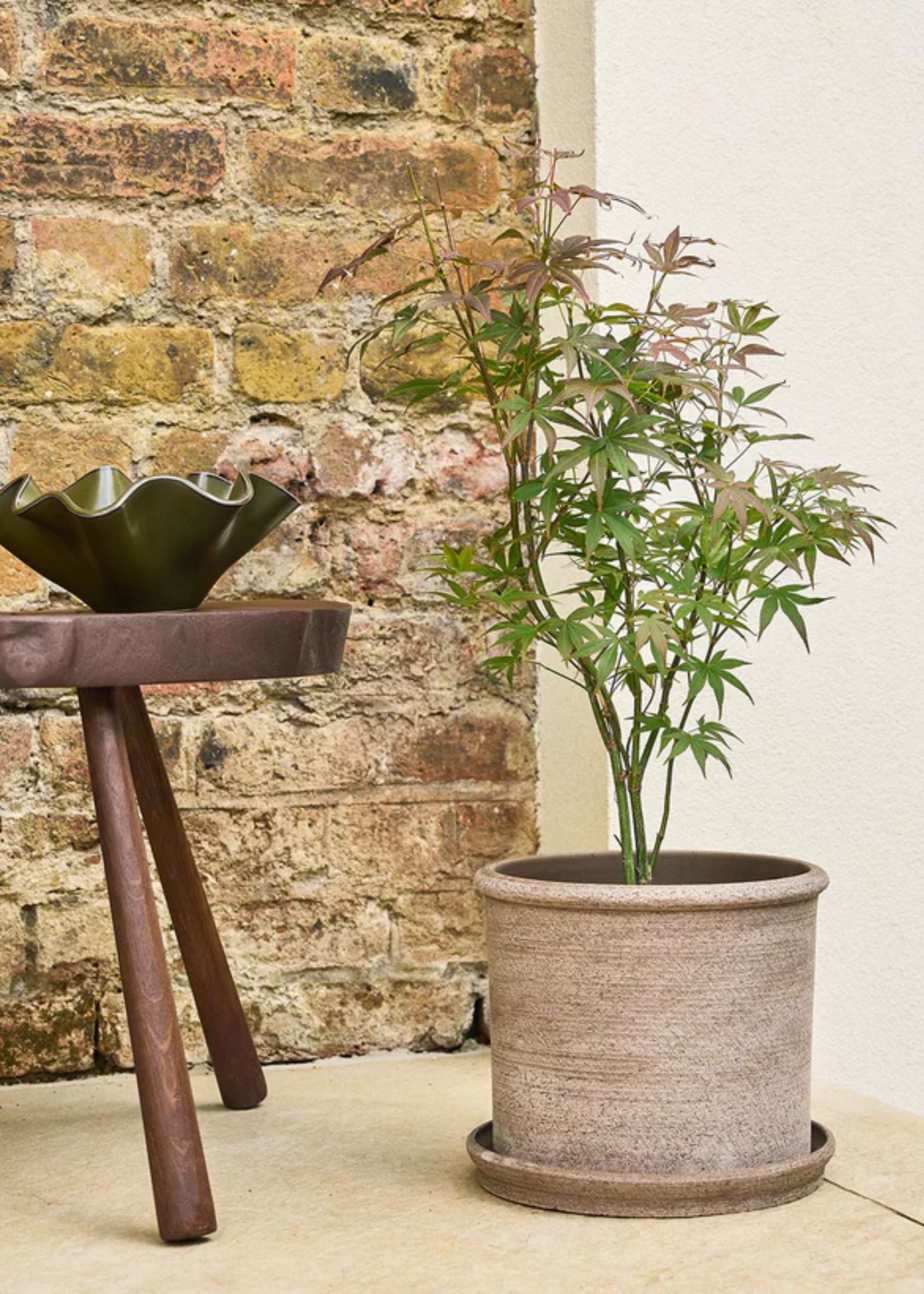 A Japanese maple in a clay pot and saucer beside a table