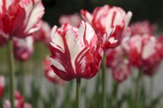 Parrot Tulips like 'Estella Rijnveld' are the largest and most spectacular of all tulips.