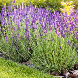 Lavender in a sensory flower bed