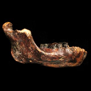 Ancient Human Fossil - Penghu 1