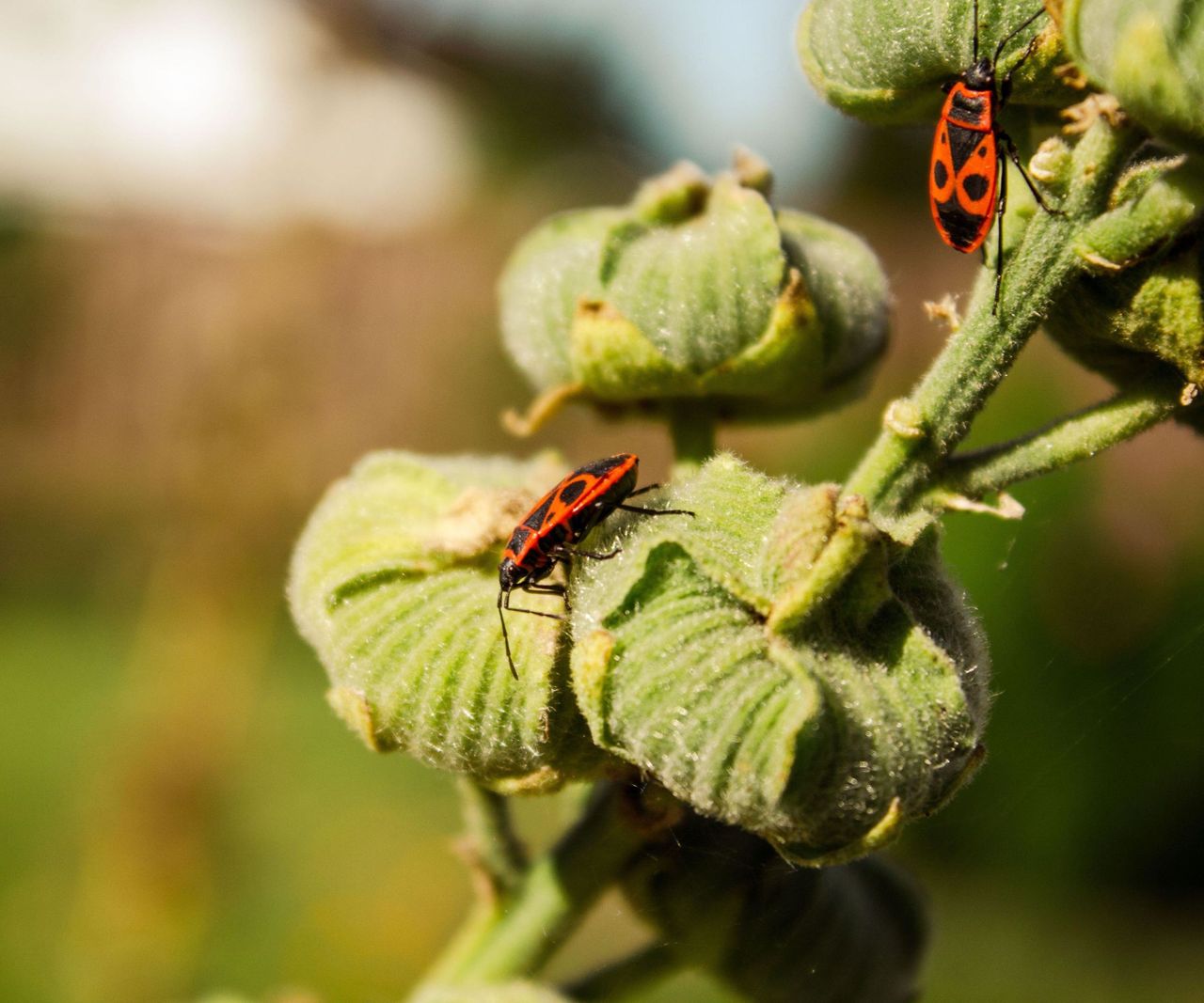 How to get rid of boxelder bugs outside your house expert tips