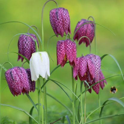 When to plant fritillaria bulbs purple checkered Fritillaria meleagris clump, single white flowerhead 