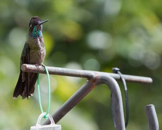 Hummingbird on curved dark iron post