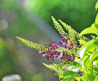 Evergreen wisteria blooms